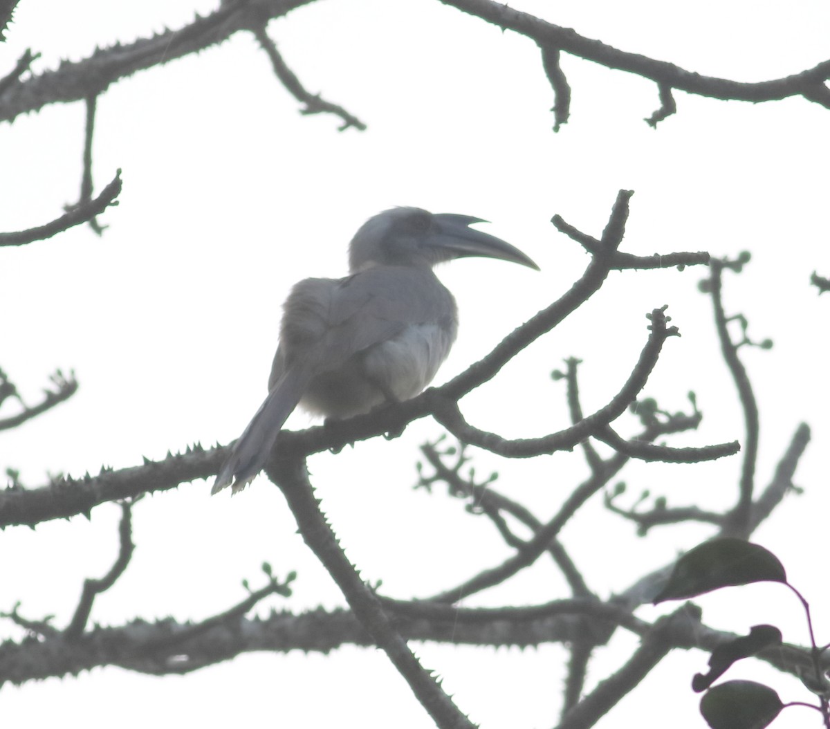Indian Gray Hornbill - ML613141983