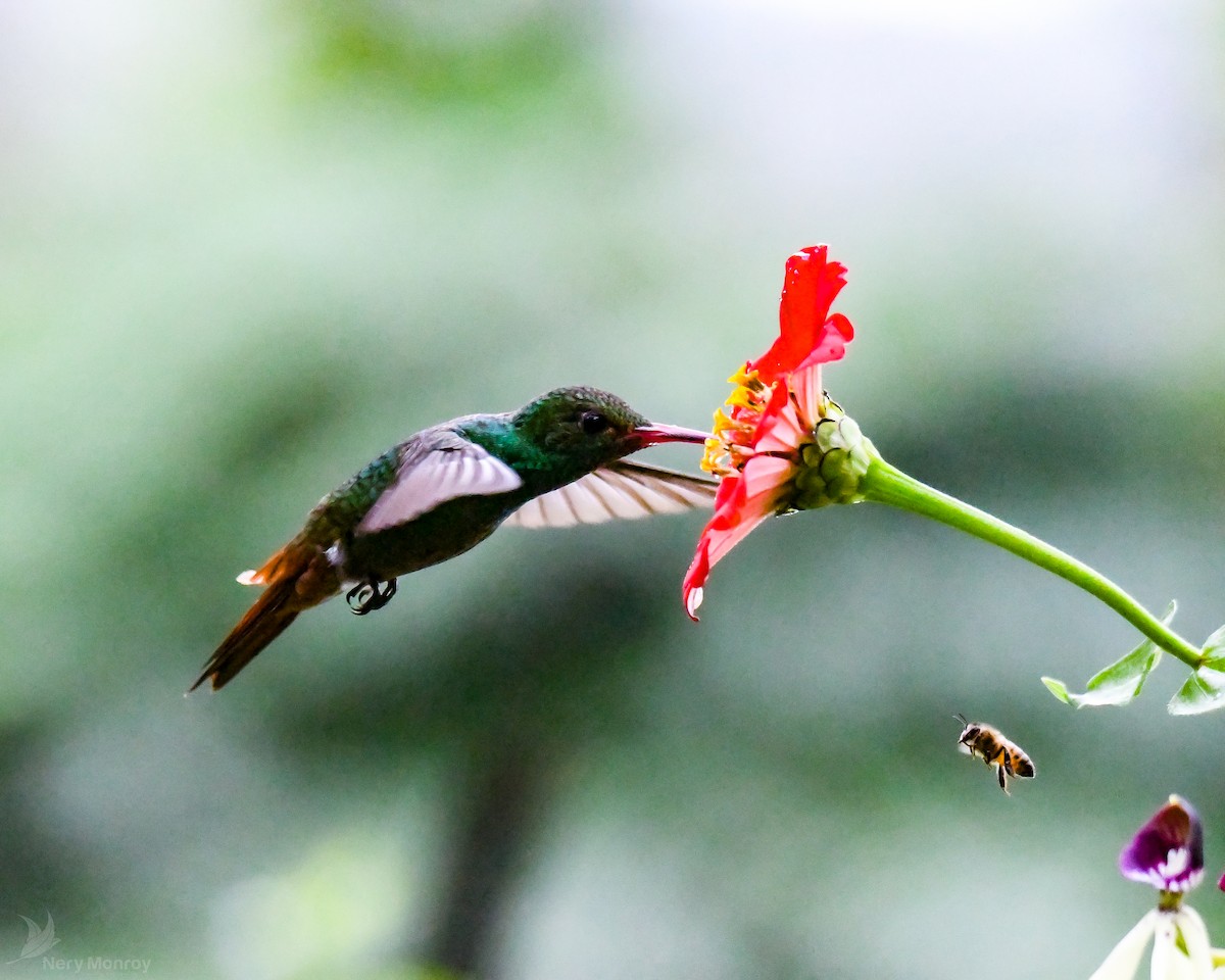 Rufous-tailed Hummingbird - ML613142051