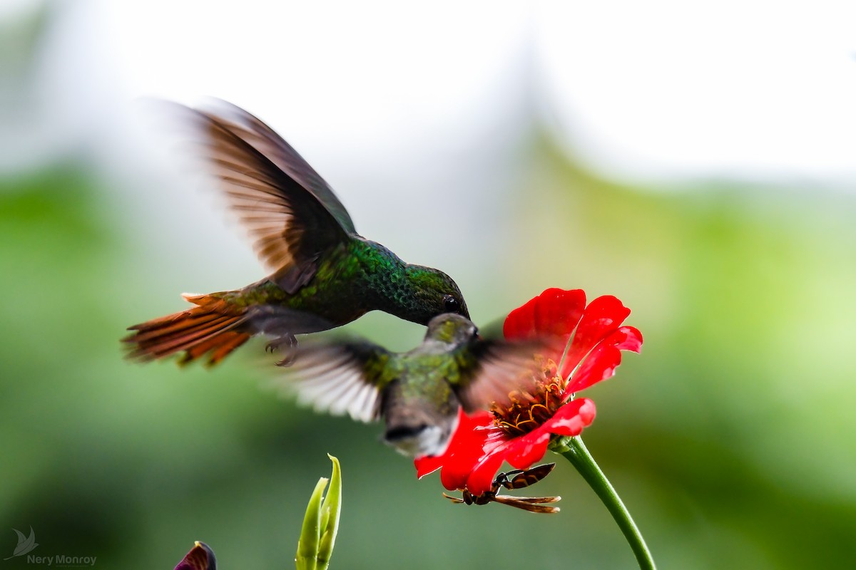 Rufous-tailed Hummingbird - ML613142055