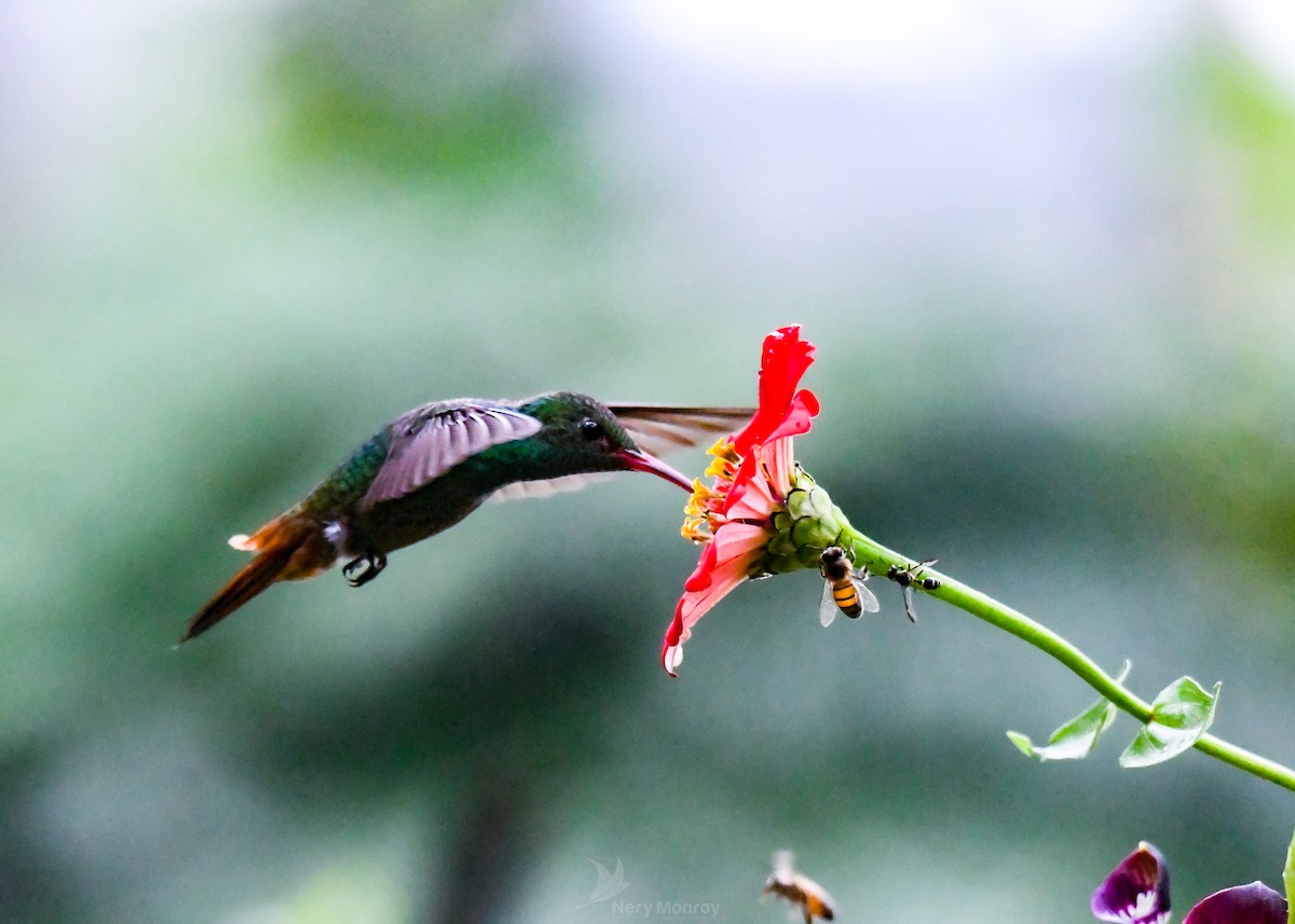 Rufous-tailed Hummingbird - ML613142064