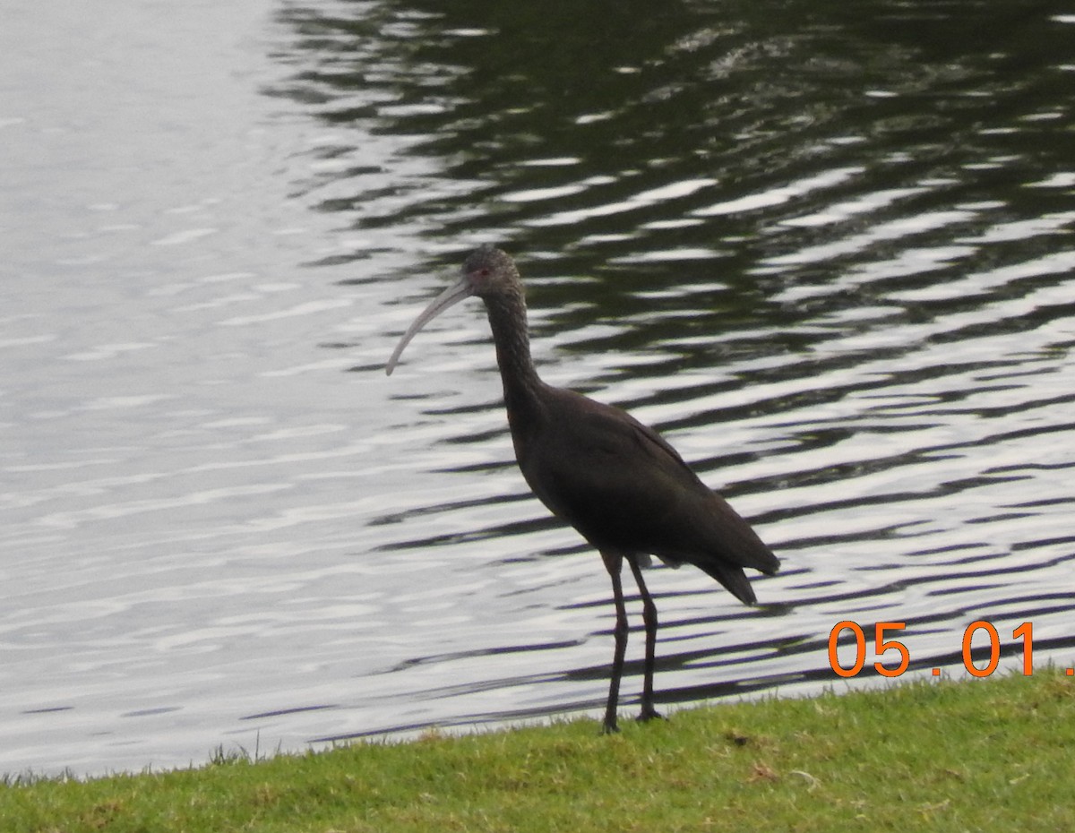 ibis americký - ML613142212