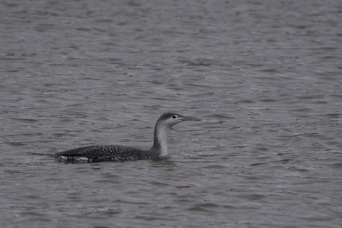 Red-throated Loon - ML613142455