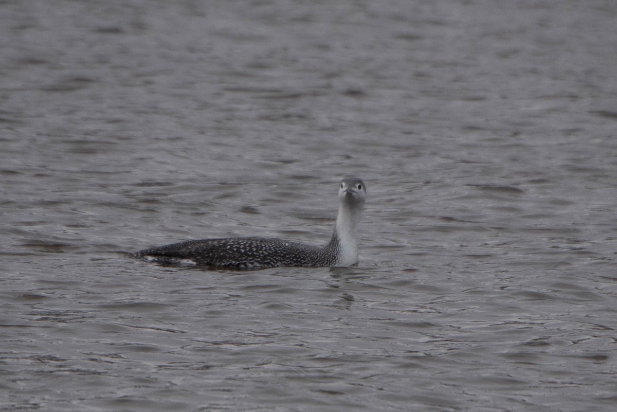 Red-throated Loon - ML613142456