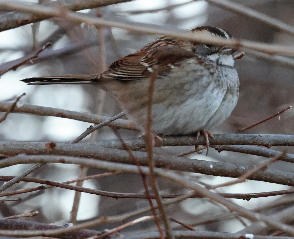 White-throated Sparrow - burton balkind