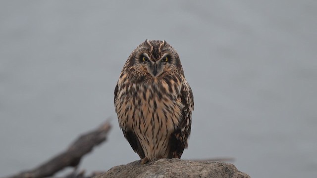 Short-eared Owl - ML613142464