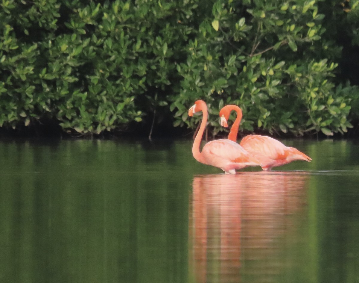 American Flamingo - Vickie Park