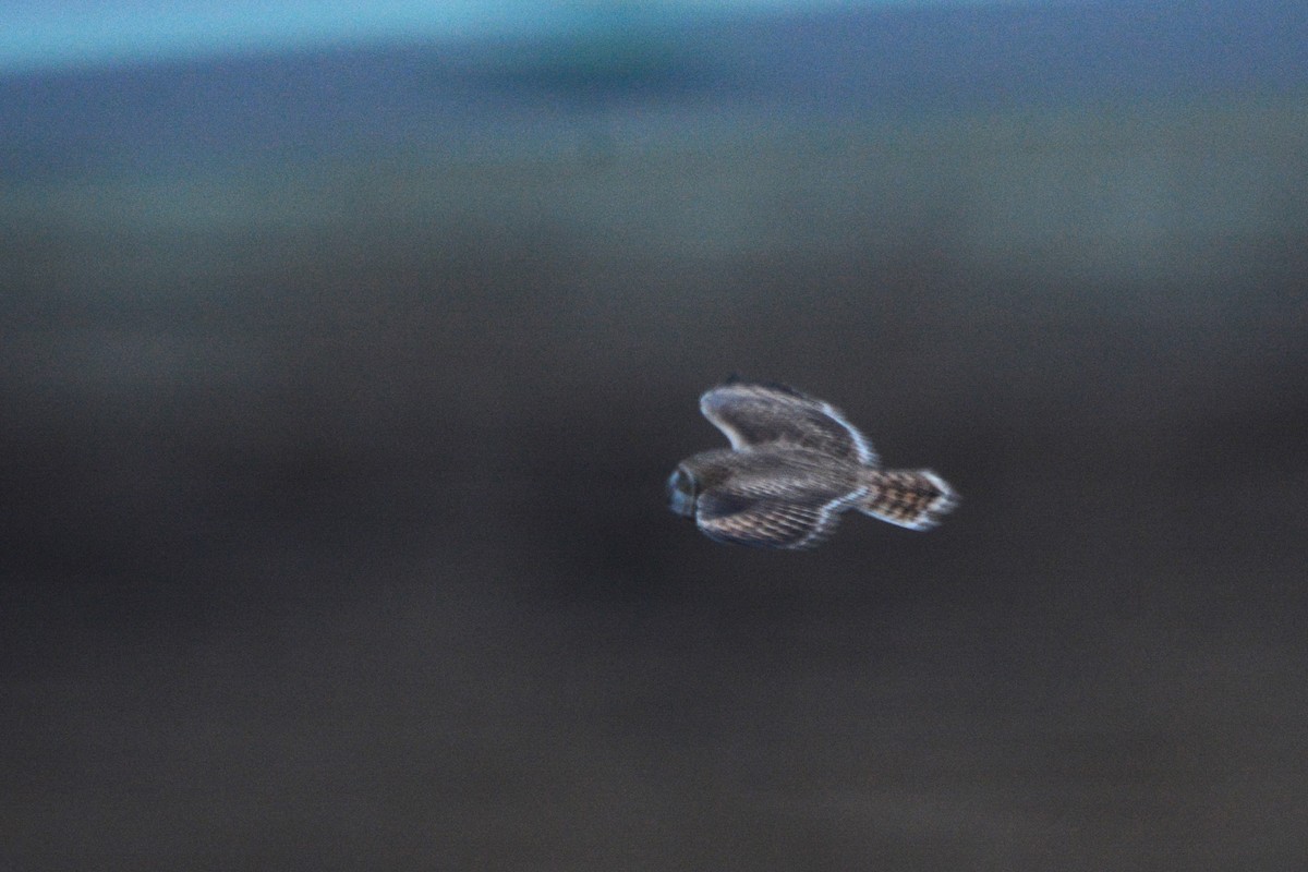 Short-eared Owl - ML613142580