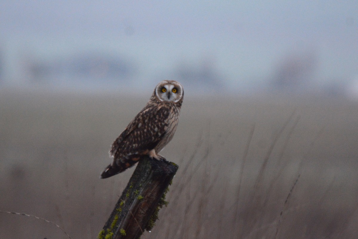 Short-eared Owl - ML613142582