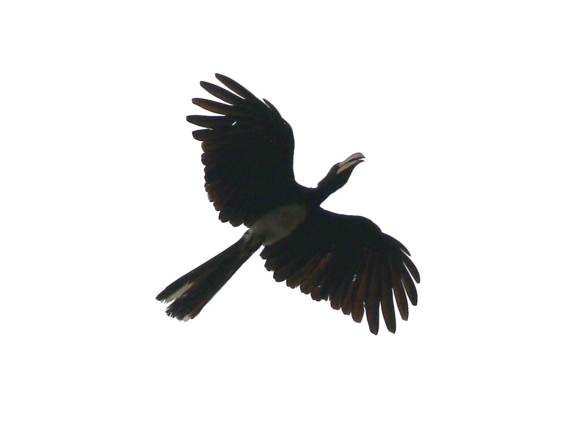 Congo Pied Hornbill - ML613142646