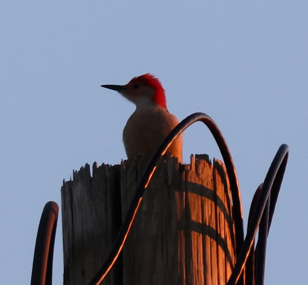 Red-bellied Woodpecker - burton balkind