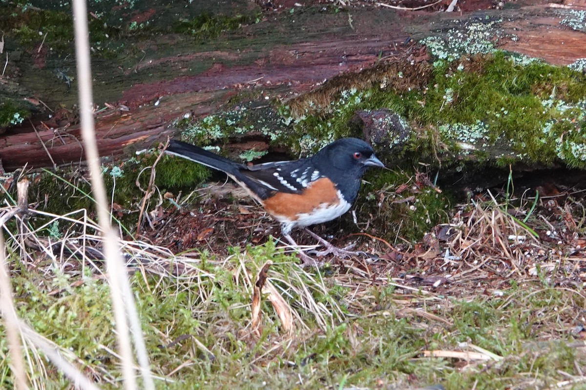 Spotted Towhee - ML613142934