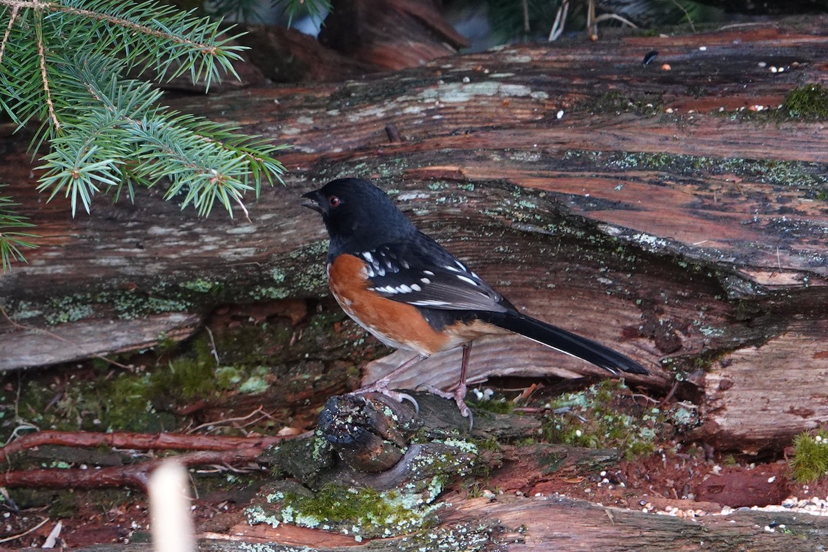 Spotted Towhee - ML613142935