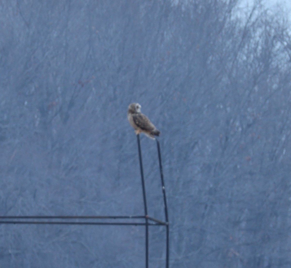 Short-eared Owl - ML613142974