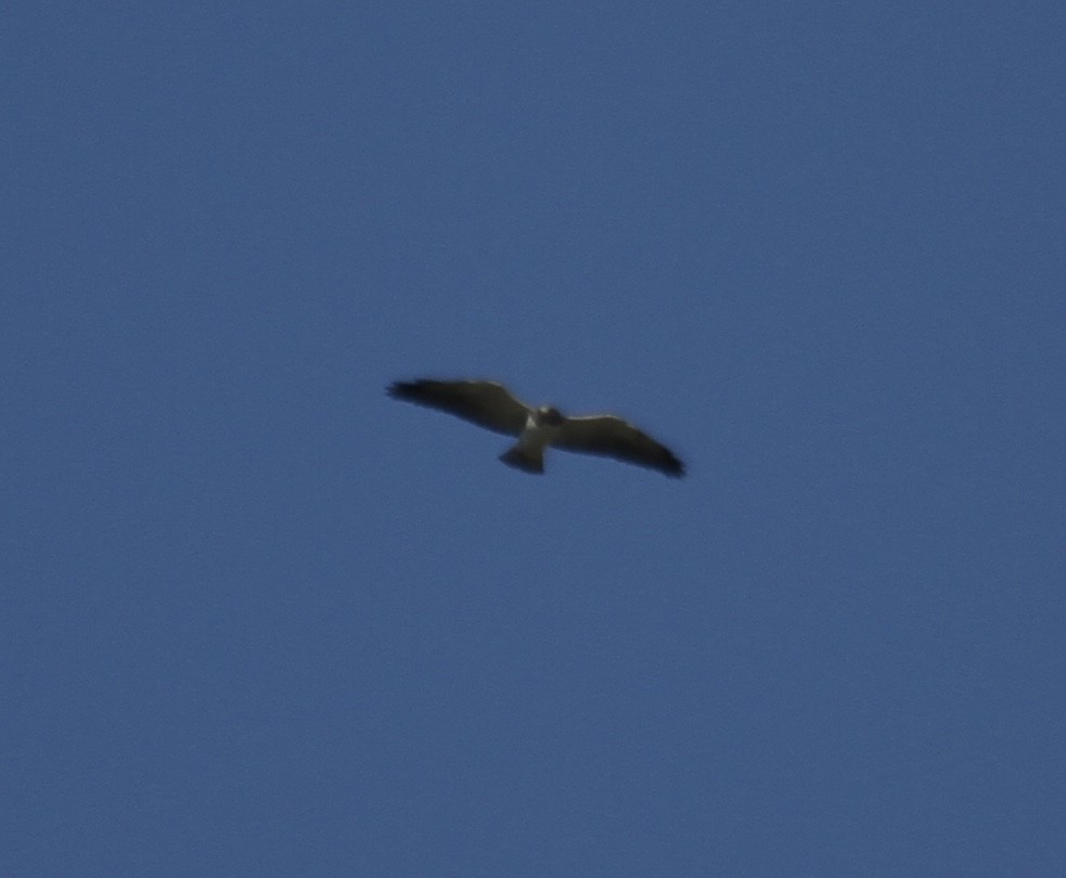 White-tailed Hawk - ML613142994