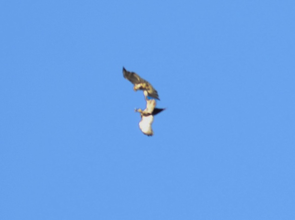 Red-tailed Hawk - ML613143204