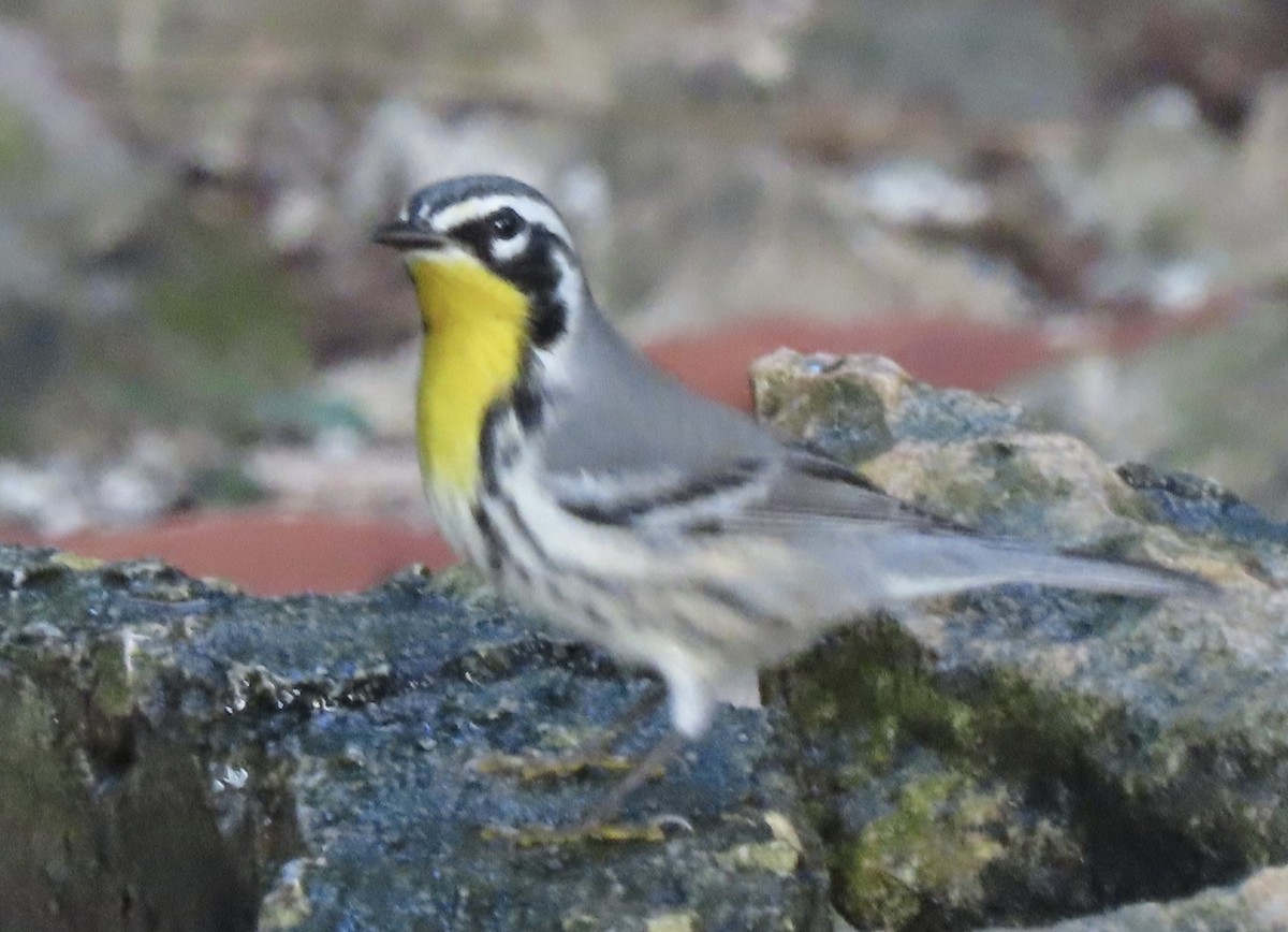 Yellow-throated Warbler - Vickie Park