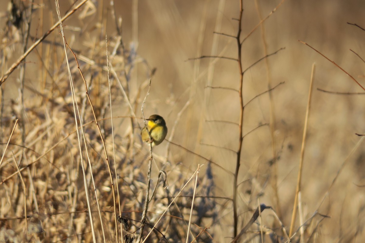 Common Yellowthroat - Kevin Gallagher