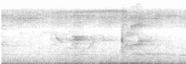 Spotless Crake - ML613144543