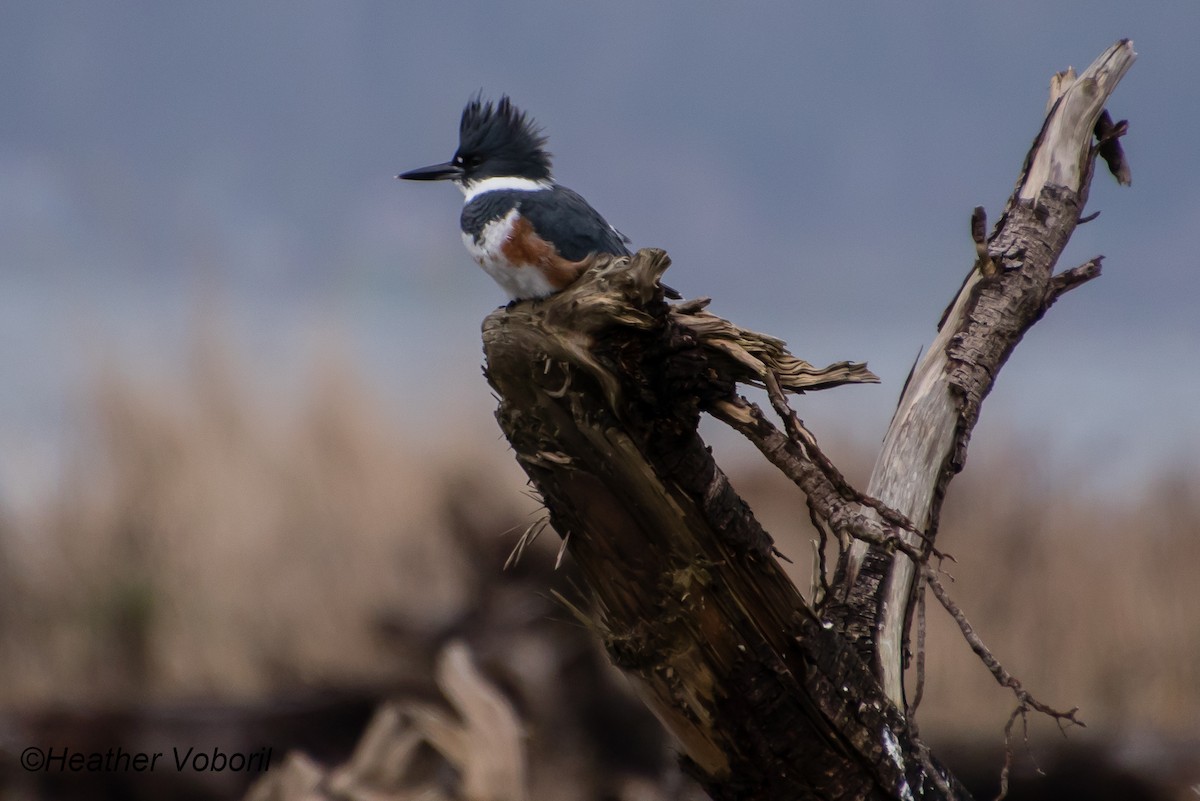 Belted Kingfisher - ML613144555