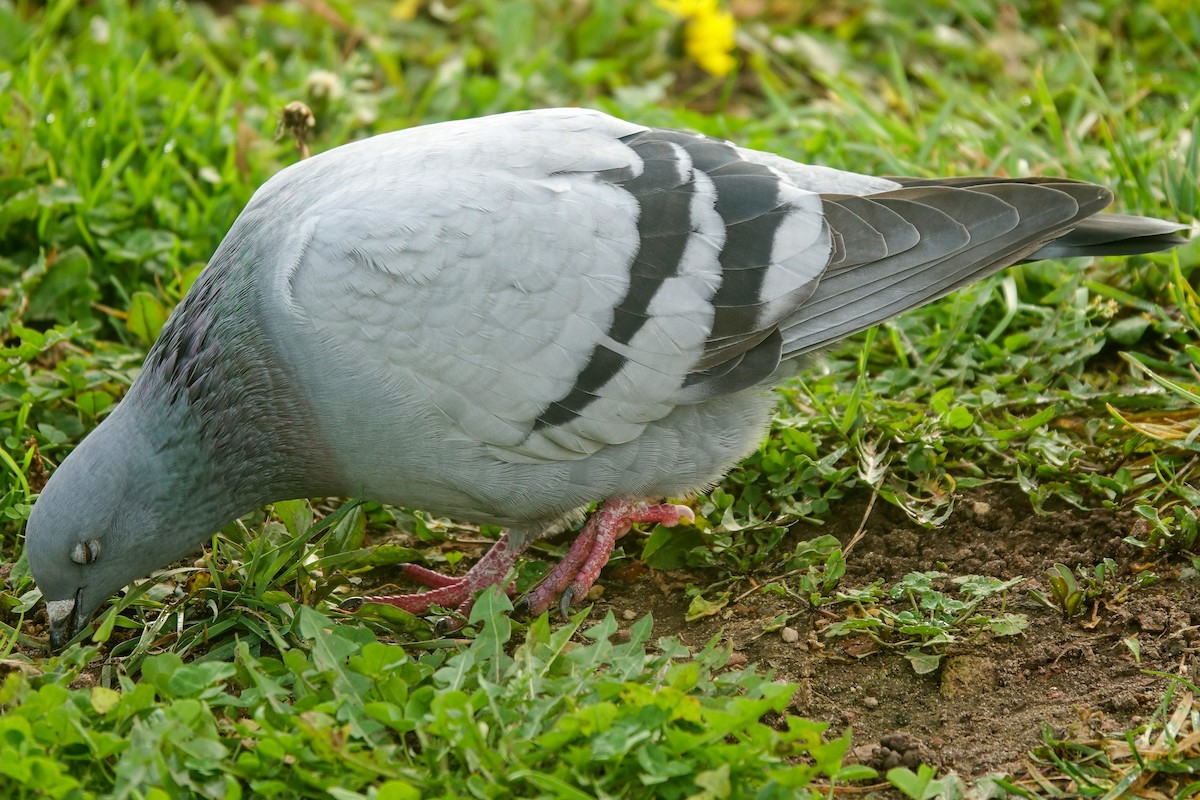 Rock Pigeon (Feral Pigeon) - ML613144595