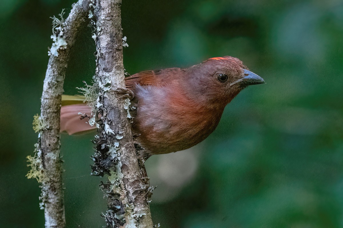 Red-crowned Ant-Tanager (Red) - ML613144825