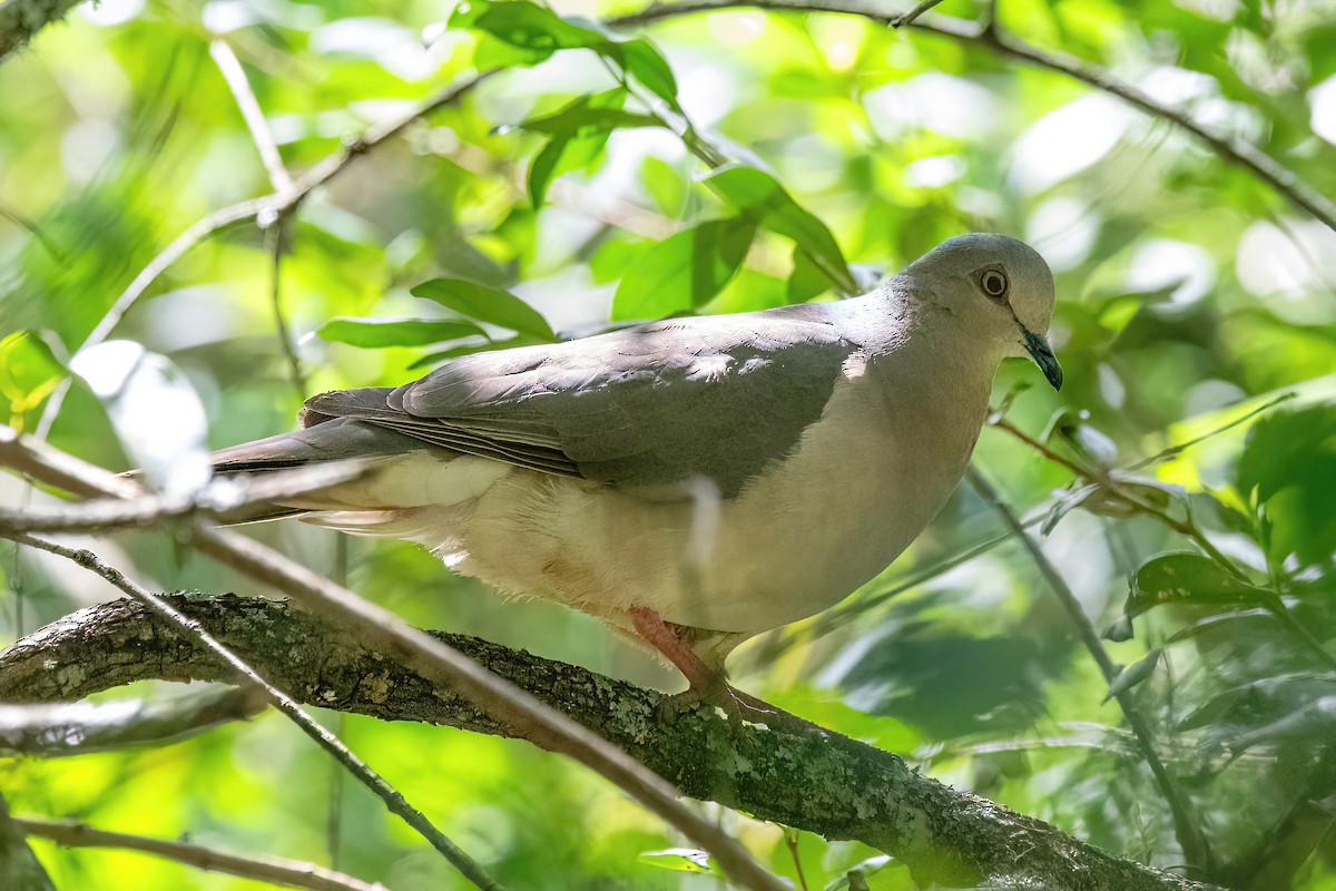 White-tipped Dove - Raphael Kurz -  Aves do Sul