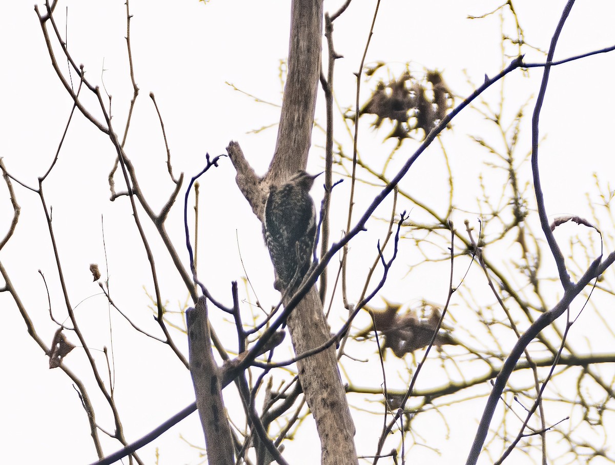 EBird Checklist 5 Jan 2024 MacCready Reserve 8 Species   1200