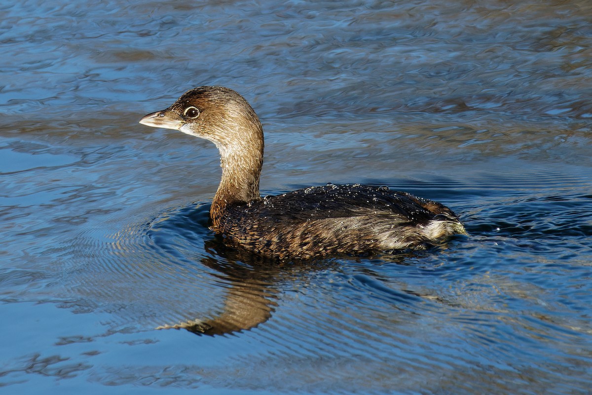 EBird Checklist 5 Jan 2024 Cove Island Wildlife Sanctuary 11 Species   1200