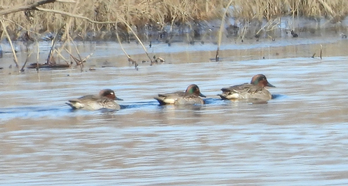 Green-winged Teal - ML613144971