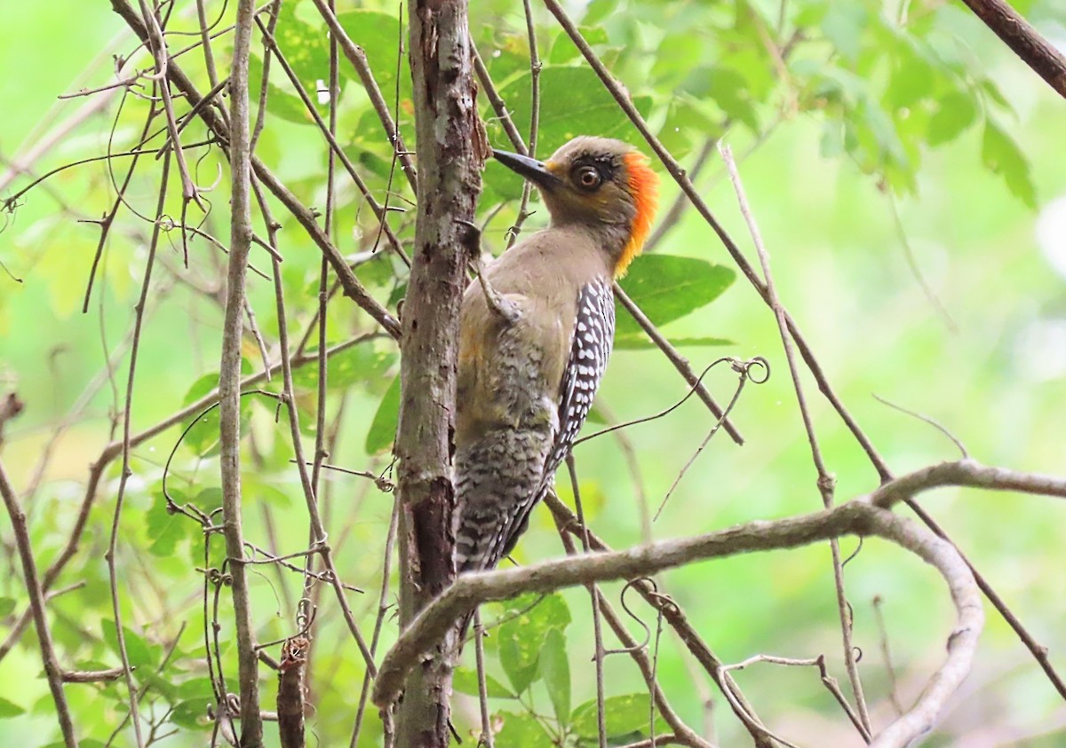 Golden-cheeked Woodpecker - ML613144978