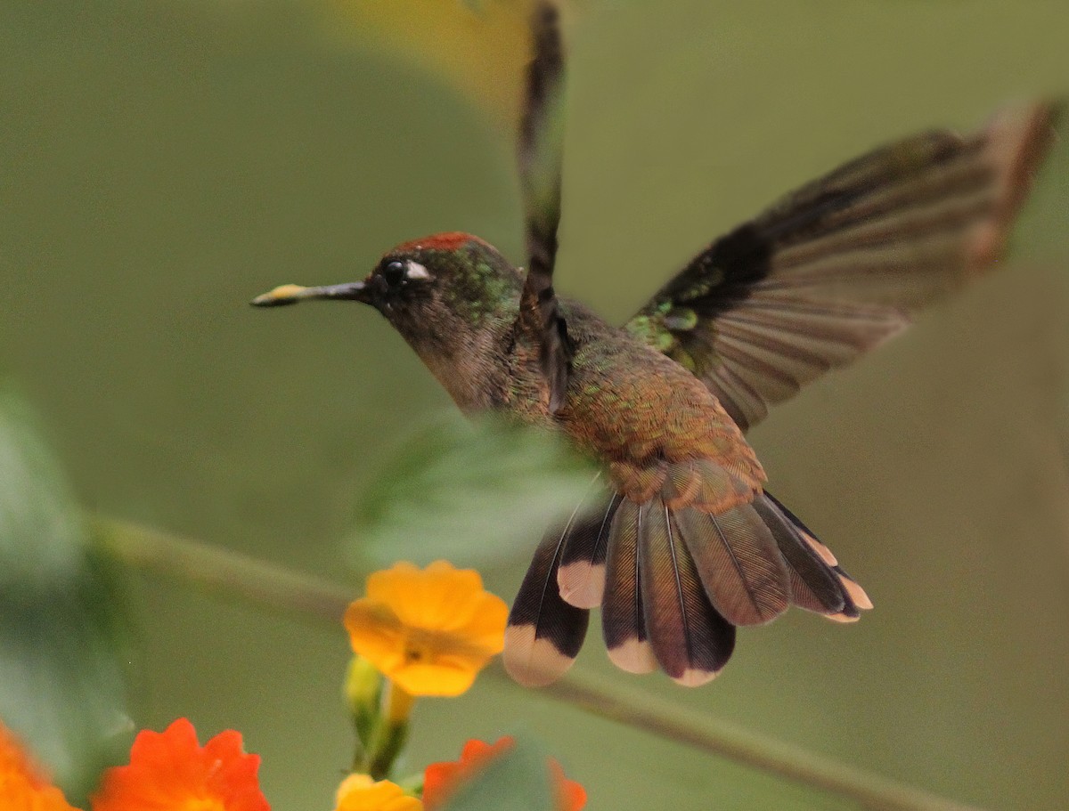 kolibřík hnědotemenný - ML61314501