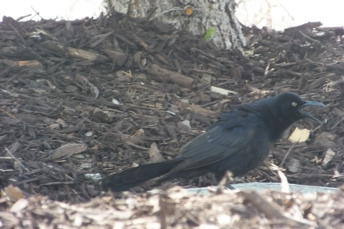 Great-tailed Grackle - ML613145446