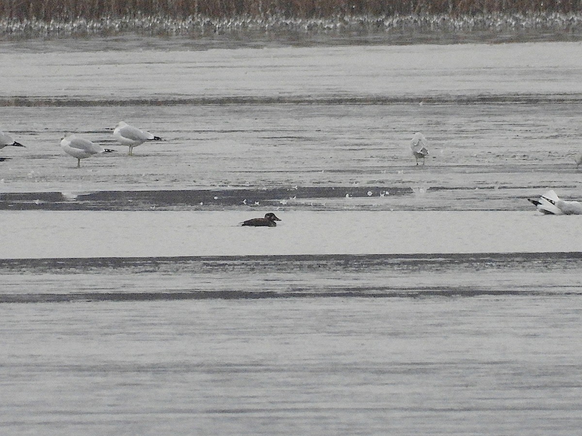 eBird Checklist 5 Jan 2024 Gilletts Lake 8 species