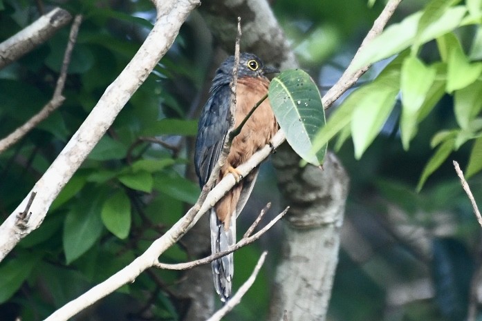 Chestnut-breasted Cuckoo - Russell Waugh