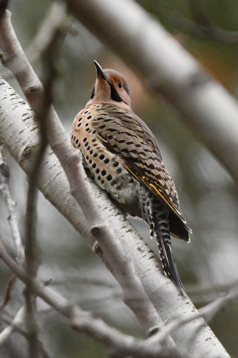 Northern Flicker (Yellow-shafted) - ML613145716