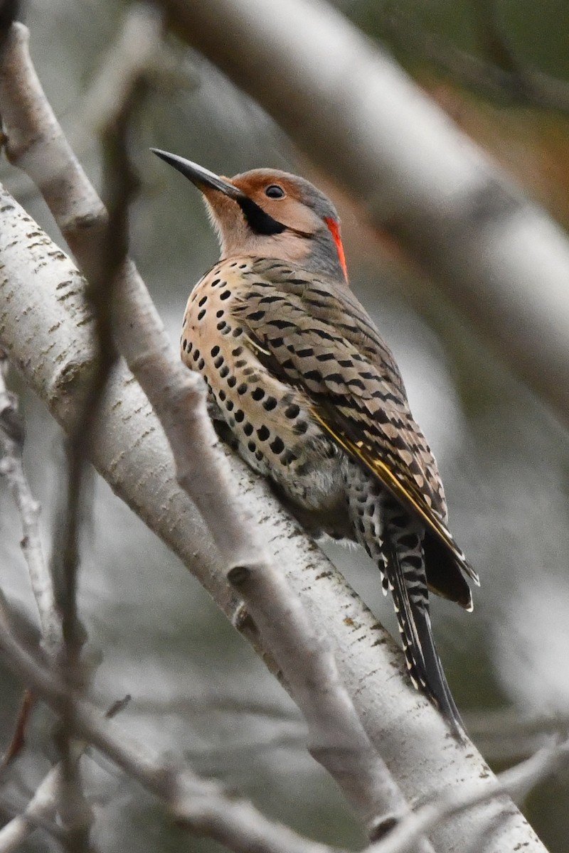Northern Flicker (Yellow-shafted) - ML613145717