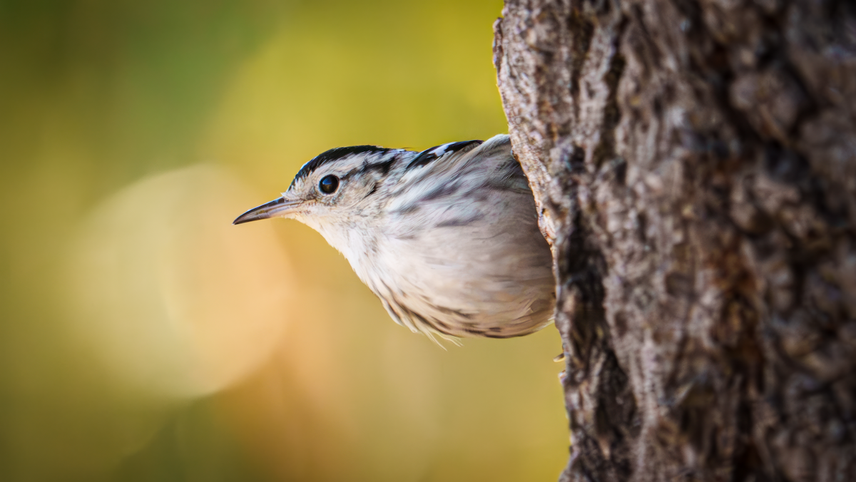 Black-and-white Warbler - ML613145799