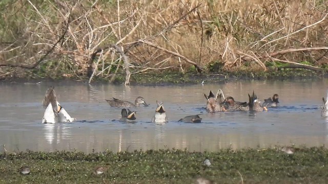 Blue-winged Teal - ML613145831
