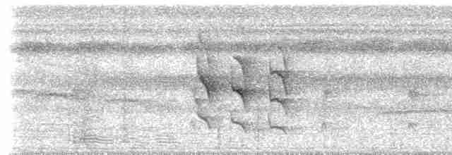 White-flanked Antwren (White-flanked) - ML613146134