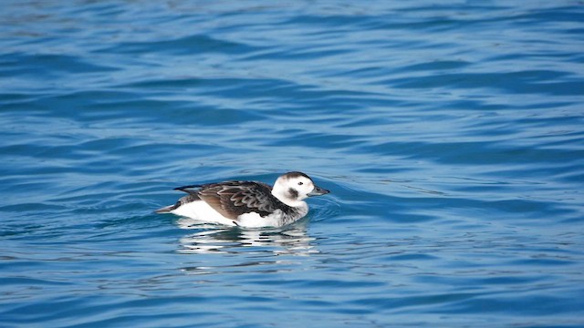 Long-tailed Duck - ML613146375