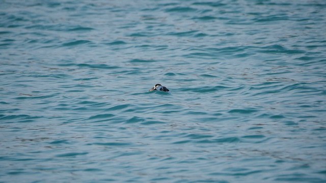 Long-tailed Duck - ML613146381