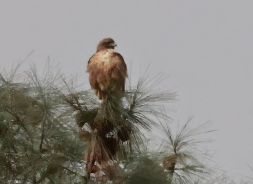Red-tailed Hawk - Greg Plowman