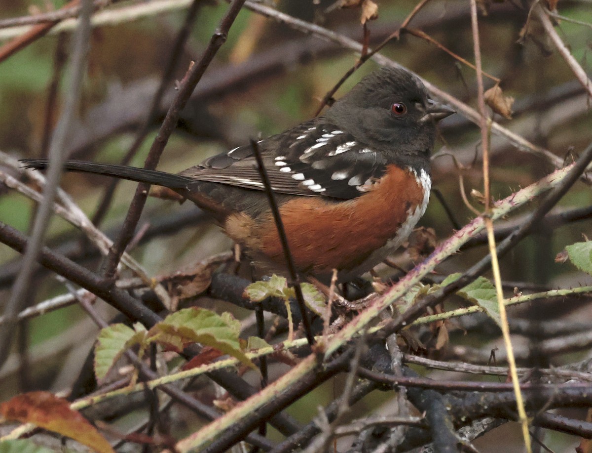 Spotted Towhee - ML613147038