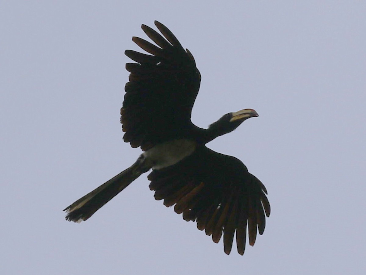 Congo Pied Hornbill - ML613147525