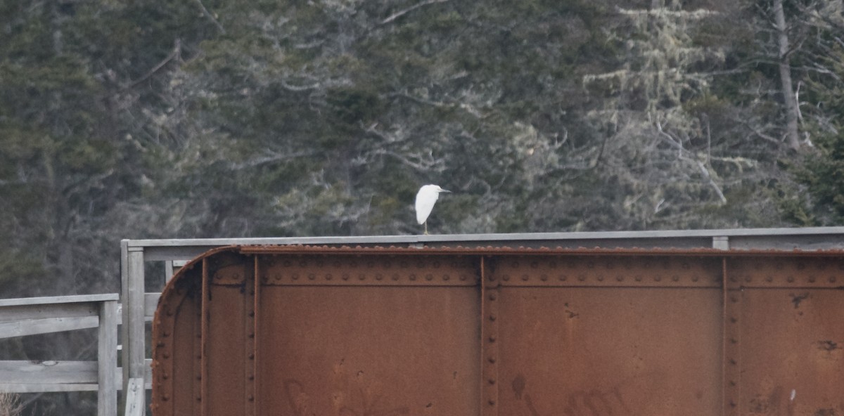 Snowy Egret - Paul Gould