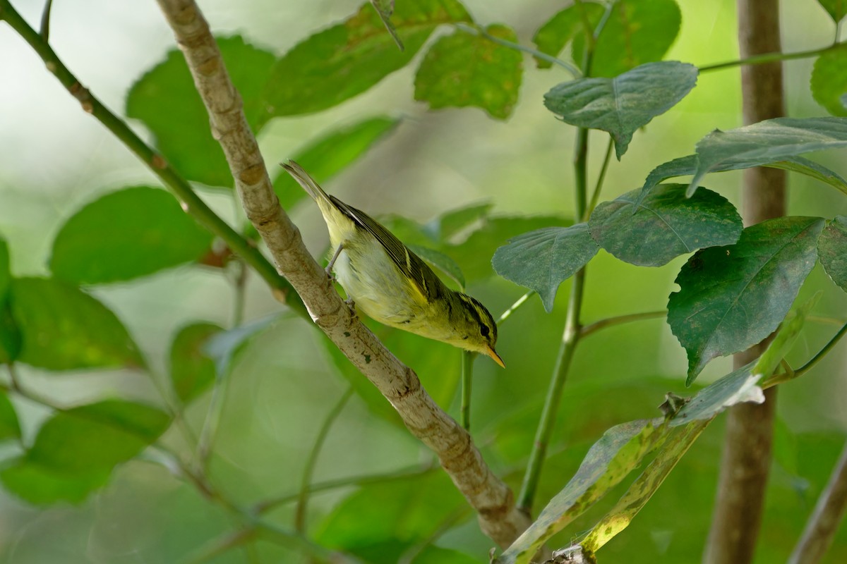 Hartert's Leaf Warbler - ML613147996
