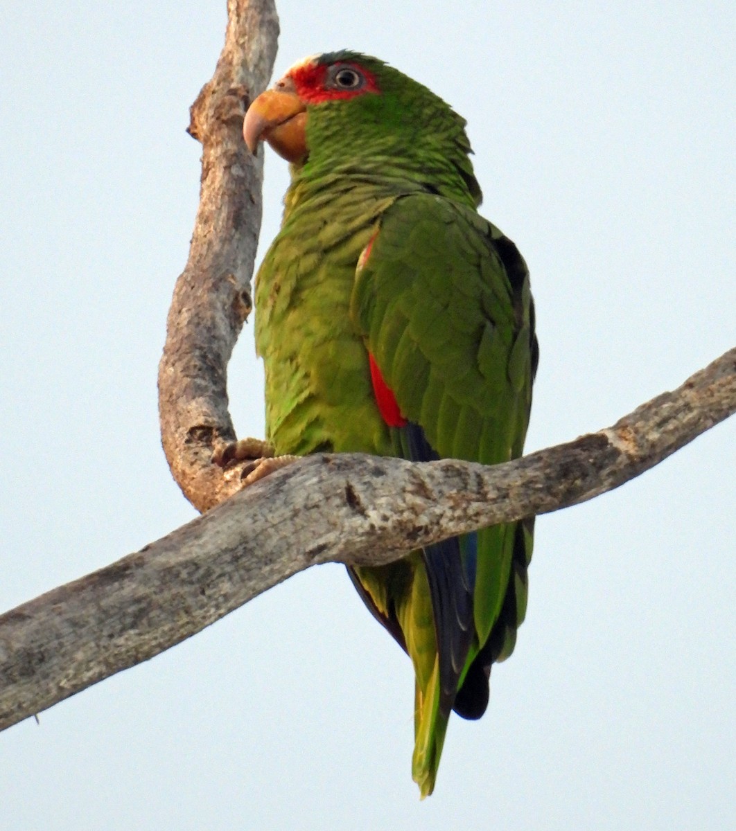 White-fronted Parrot - ML613148049