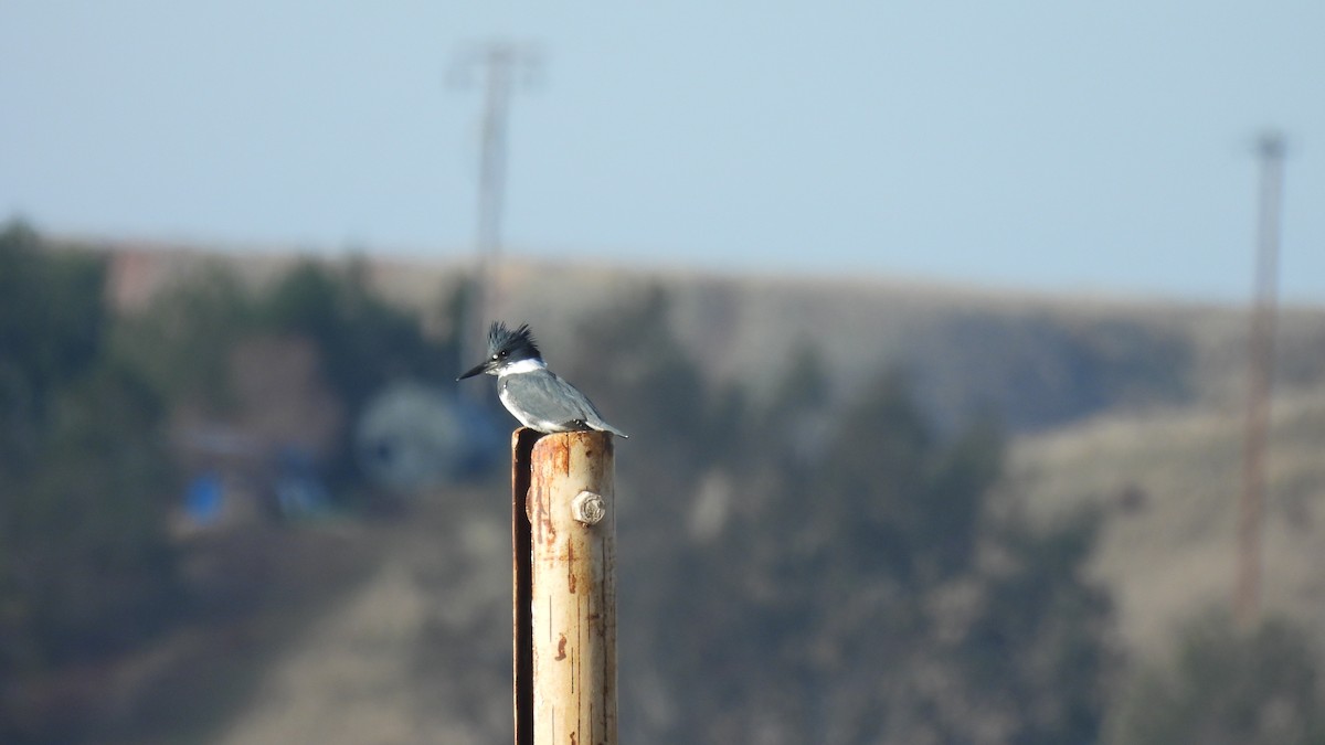 Belted Kingfisher - ML613148751