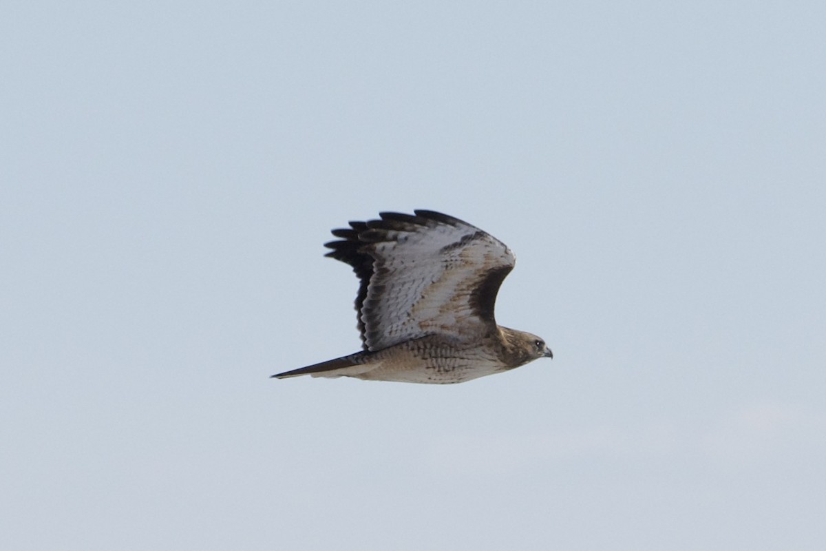 Red-tailed Hawk - ML613149151