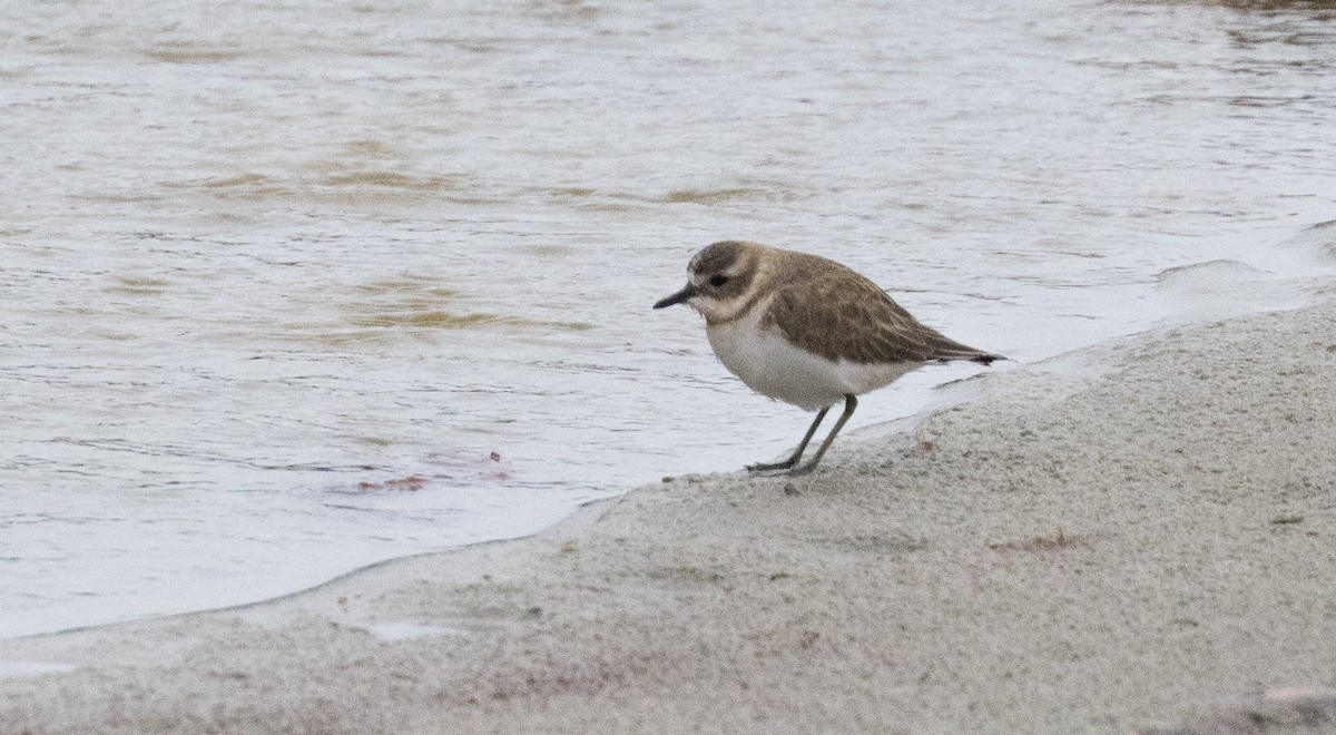 Double-banded Plover - ML613149243